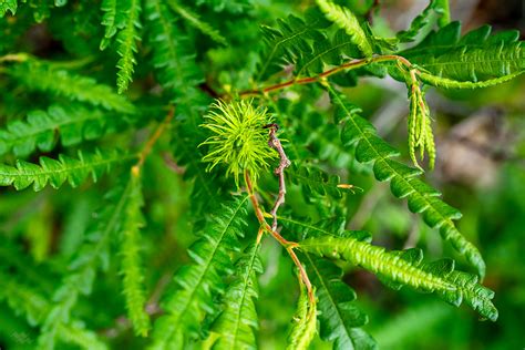 Comptonia peregrina – Native Gardens of Blue Hill