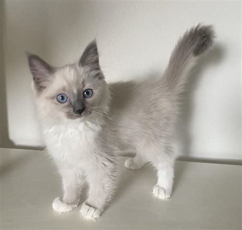 Our 10 week old Ragdoll Kitten, we named him Echo. 🥰 : r/ragdolls