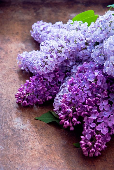 Lilacs | Lilac flowers, Lilac tree, Amazing flowers