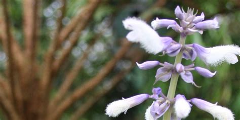 Botany: Your Guide To The Nature & Roots Of Salvia divinorum