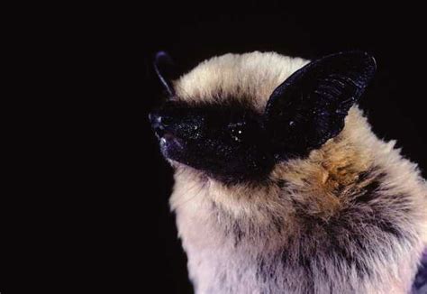 Canyon Bat Archives - Northern California Bats