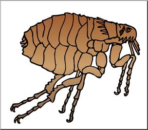 Clip Art: Insects: Flea Color – Abcteach