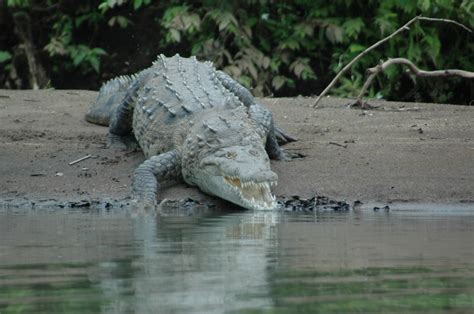 PALO VERDE WILDLIFE BOAT TOUR - Costa Rica Eco Journeys