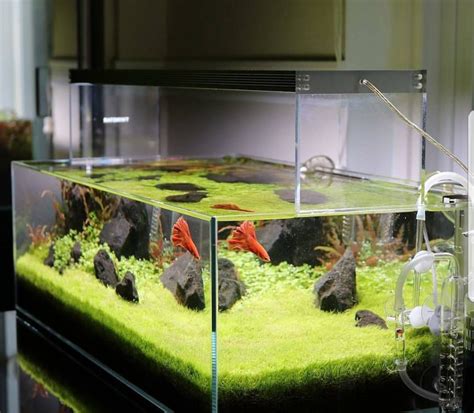 Fish Tank Setup (Beginners Guide): How to Set Up an Aquarium