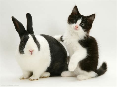 black dutch rabbit with black and white kitten desktop wallpaper | cats ...