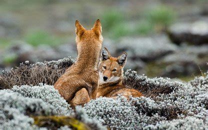 Bale Mountains Wildlife Photos – Images & Pictures of Bale Mountains ...