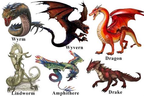 Dragon Vs Wyvern vs Wyrm vs Drake vs Lindworm : r/Dragon