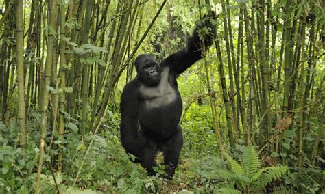 What do gorillas eat? And other gorilla facts | WWF