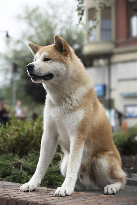 Hachiko Breed Type