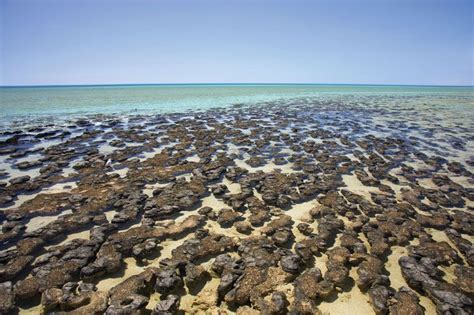 Shark Bay | World Heritage Site, Marine Life, Mangroves | Britannica