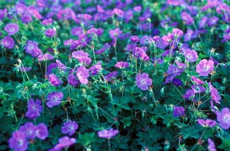 Geranium 'Rozanne' (Cranesbill) | Geranium rozanne, Geraniums, Perennial geranium