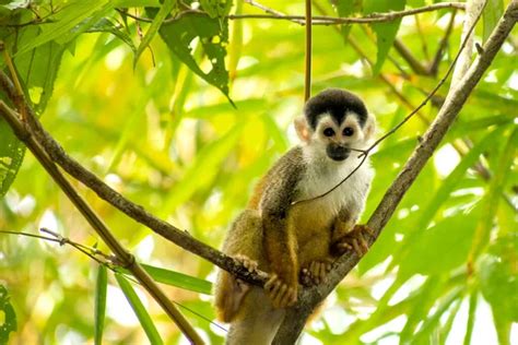 Corcovado wildlife Stock Photos, Royalty Free Corcovado wildlife Images | Depositphotos