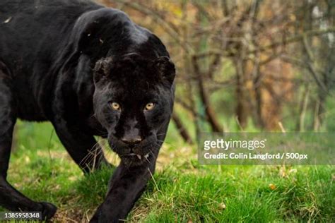 229 Black Panther Hunting Stock Photos, High-Res Pictures, and Images ...