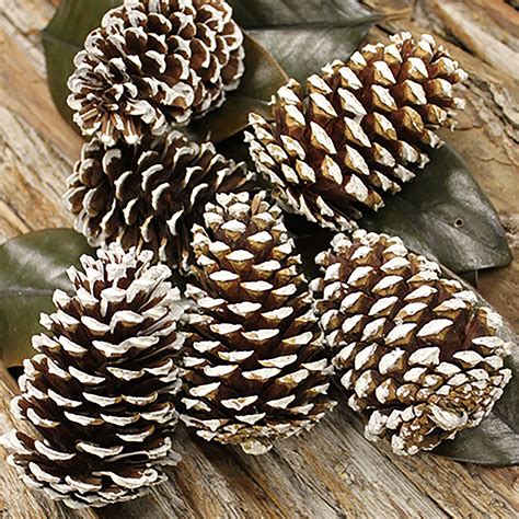 Medium White Tipped Pine Cone - Kittelberger Wholesale Florist - Webster & Rochester