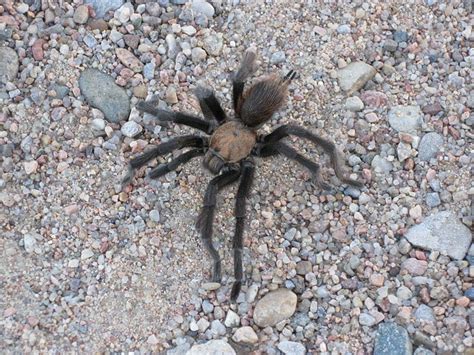 Oklahoma Brown Tarantula: Identification, Facts, & Pictures | Animal World