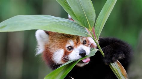 Bamboo | San Diego Zoo Animals & Plants