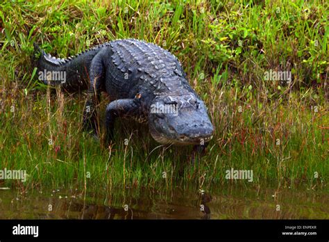 Alligator at Florida swamp Stock Photo - Alamy