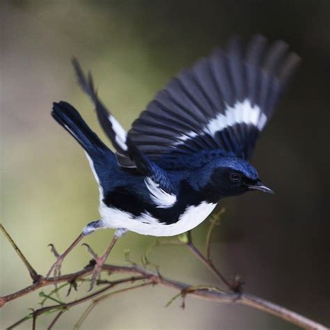 Black-throated Blue Warbler – birdfinding.info