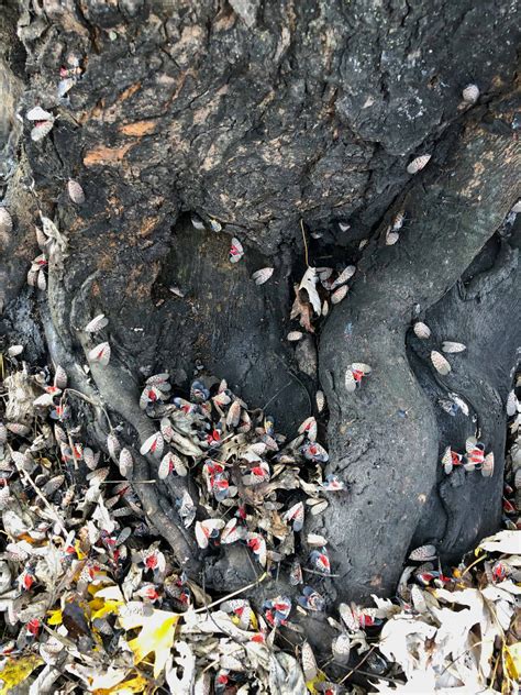 Crow's Nest: Scary stuff - Natural Lands