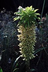 Category:Eucomis bicolor - Wikimedia Commons