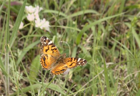 American Lady Butterfly Free Stock Photo - Public Domain Pictures