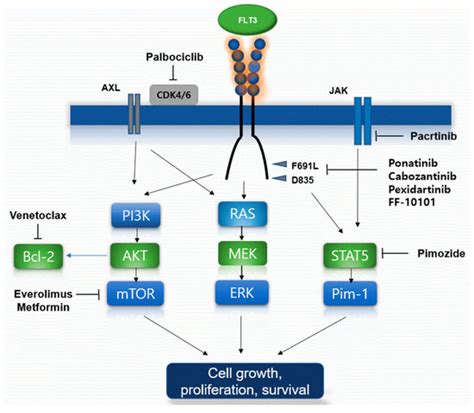 IJMS | Free Full-Text | Clinical Efficacies of FLT3 Inhibitors in Patients with Acute Myeloid ...