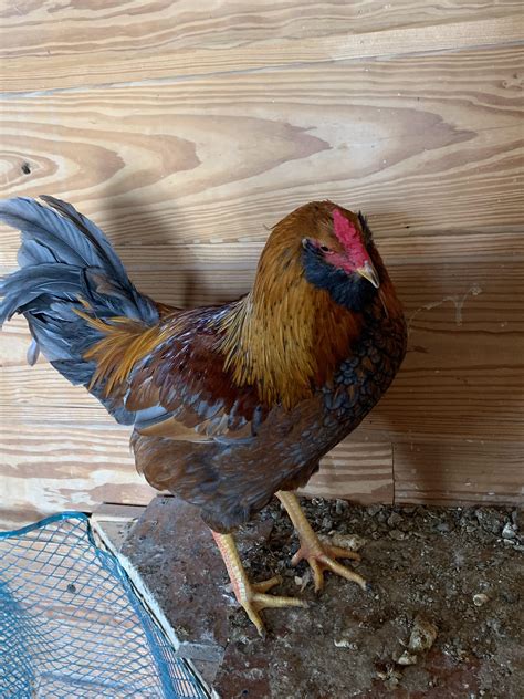 One Of The Chicks I Hatched Easter Egger Rooster Grew Up Very Handsome ...