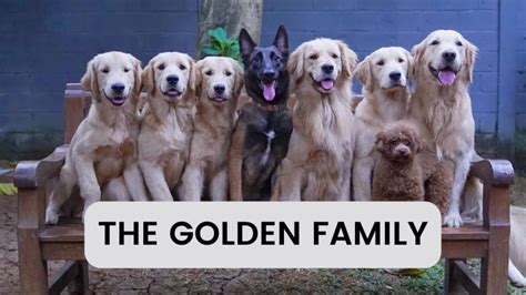 The Golden Family - Net Worth, Income & Estimated Earnings