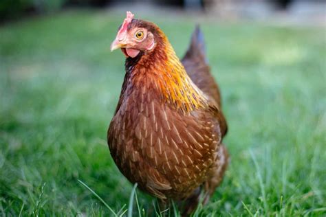 Welsummer Chicken: Breed Profile, Facts & Pictures