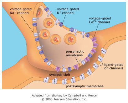 Ligand Gated Ion Channels