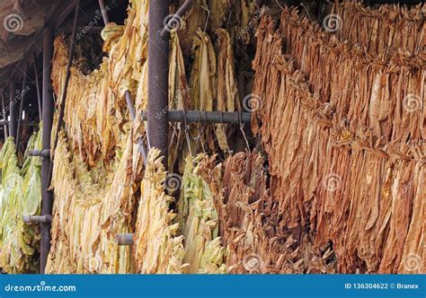 Drying tobacco leaves stock photo. Image of cigarette - 136304622