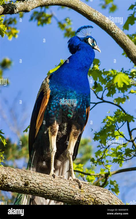 Blue Peackock (peafowl) with iridescent plumage wandering around Children's zoo in Skansen open ...