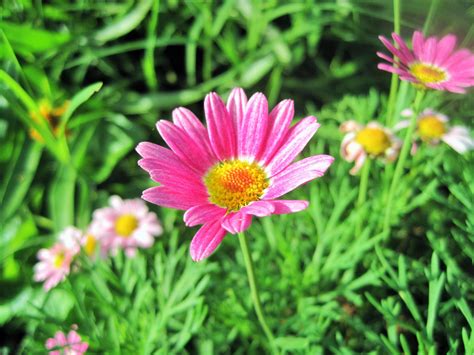 Pink Daisy Flower Free Stock Photo - Public Domain Pictures