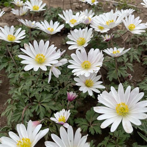 Anemone blanda "White Splendor" Fall-Planted Flower Bulbs – Hudson ...