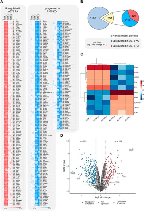 Frontiers | Biomechanical and biochemical assessment of YB-1 expression ...