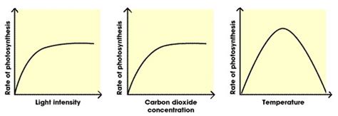 Limiting factors of photosynthesis Diagram | Quizlet