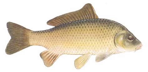 Common Carp Facts - How Fast do Carp Grow? - SeaFish