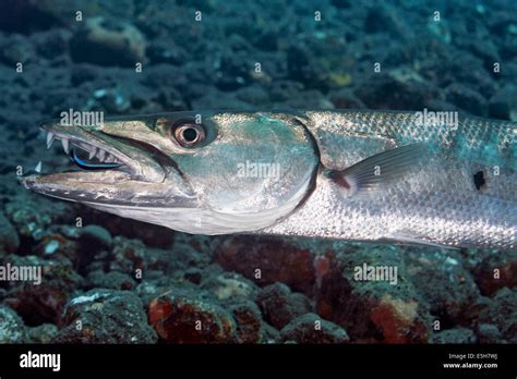 Great barracuda teeth hi-res stock photography and images - Alamy