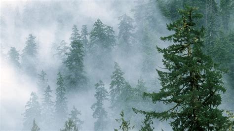 Foggy Forest Wallpapers HD Free Download