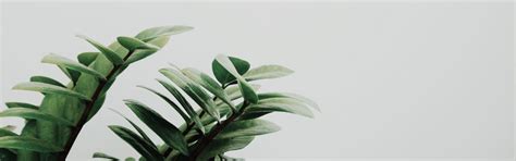 Minimalist Plant Desktop Wallpapers - Top Free Minimalist Plant Desktop Backgrounds ...