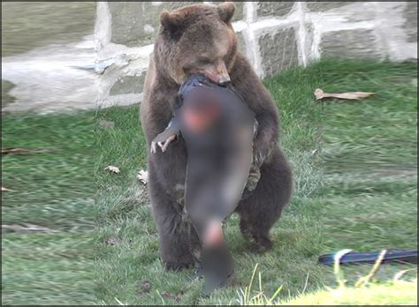 Human flesh, hair found inside Japan bear after fatal attacks - ARY NEWS