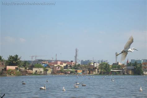 Birding in Chennai - Perungudi Lake (Kanchipuram - Tamil Nadu) | My Travelogue - Indian Travel ...