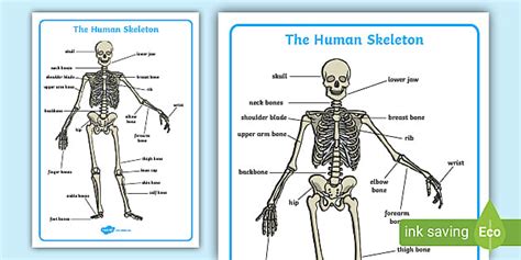 Human Skeleton Labelling Sheet | Human Bones Labelled