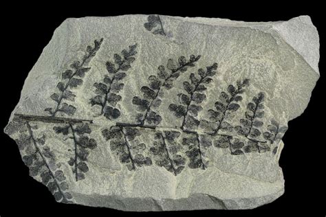 4" Pennsylvanian Fossil Fern (Sphenopteris) Plate - Kentucky (#126222 ...