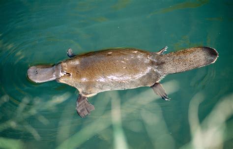 Platypus history and some interesting facts