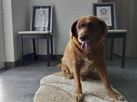 Bobi, 'oldest dog ever,' stripped of title by Guinness World Records : NPR