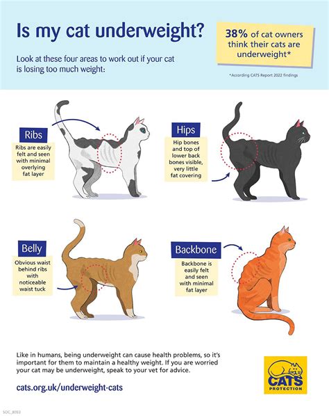 How to tell if your cat is underweight | Cats Protection