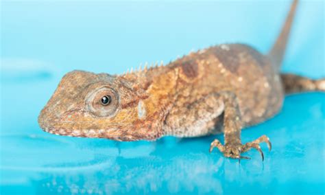 How Old Is The Oldest Crested Gecko? - Geckopedia