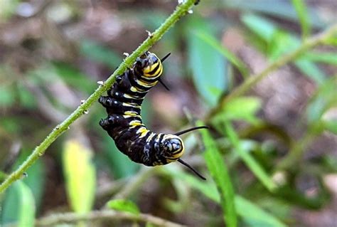 The Monarch Butterfly Caterpillar: Where to Find Them at Crystal Bridges and How You Can Do Your ...