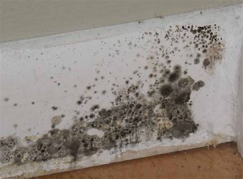 What Does Black Mold Look Like in Various Surfaces?